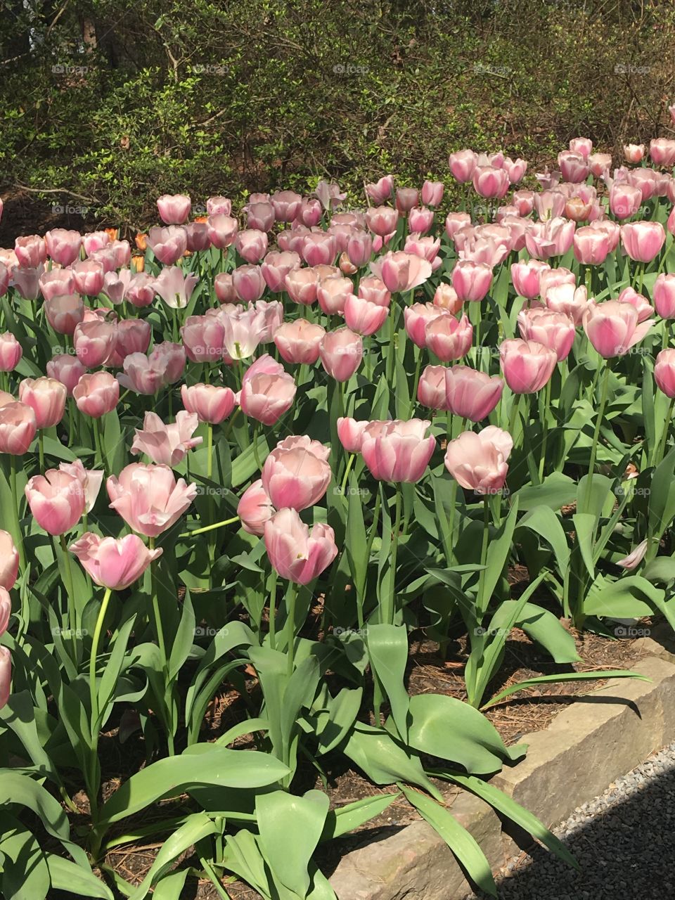 Flora, Flower, Tulip, Garden, Nature