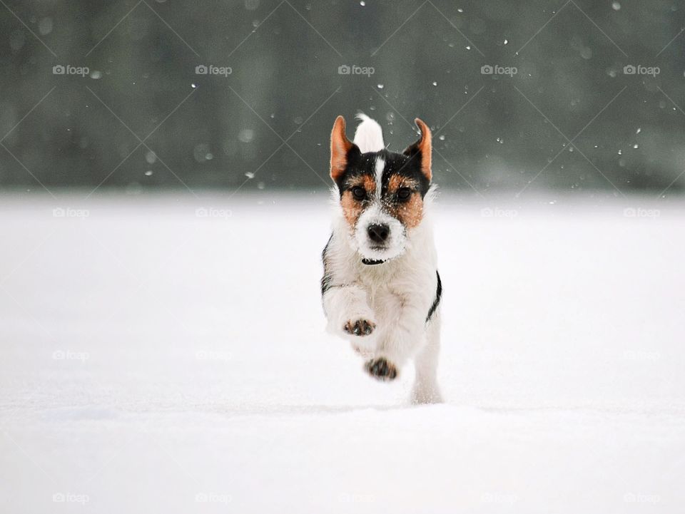 Dog running in snow