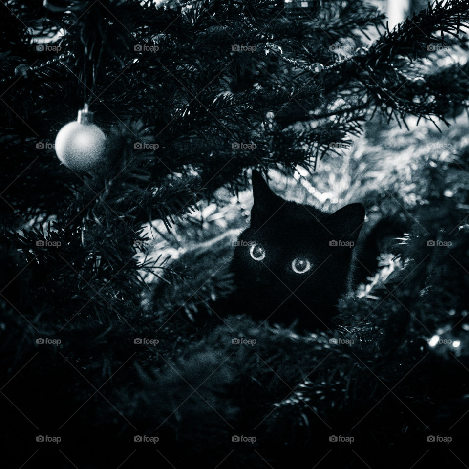 Cute black kitten in a Christmas tree. An animal portrait. Cat is black.