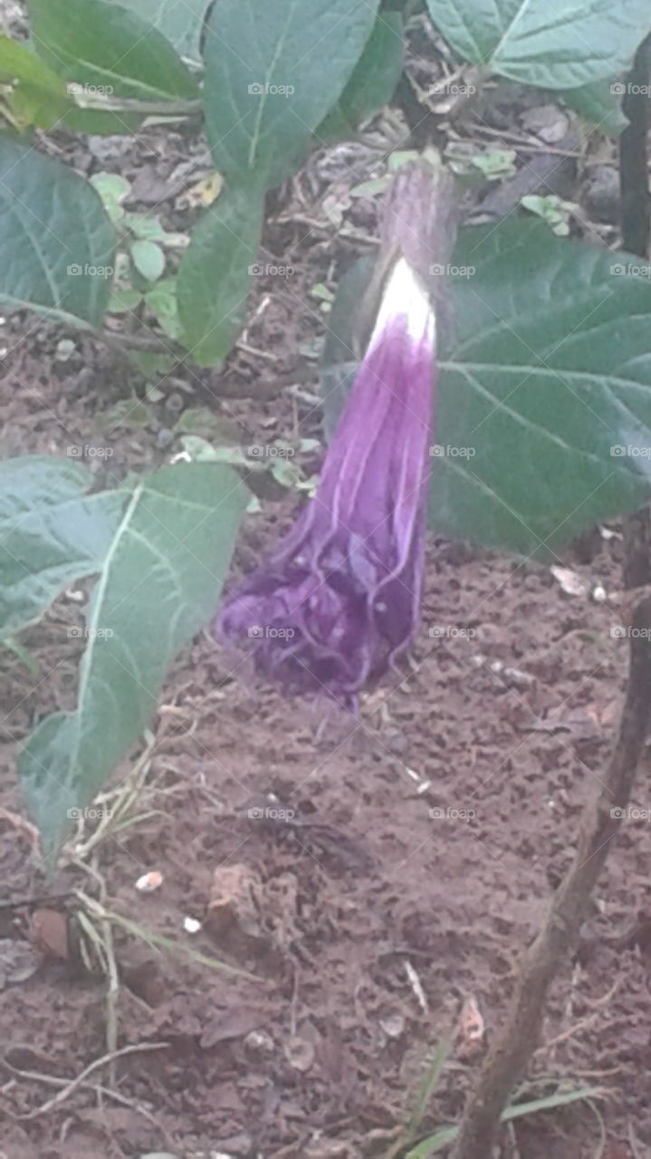 Purple Trumpet Flower