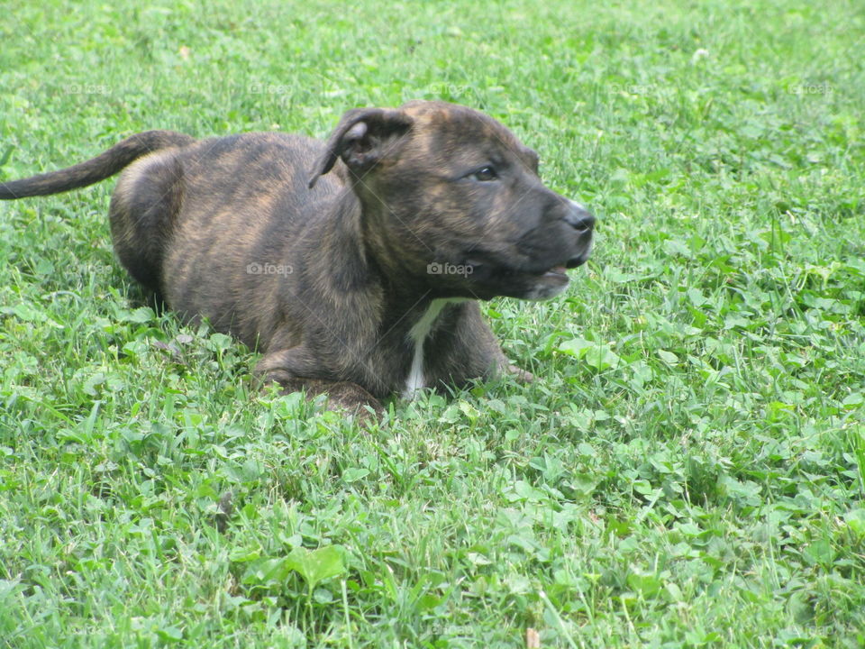 Relaxing in the grass.