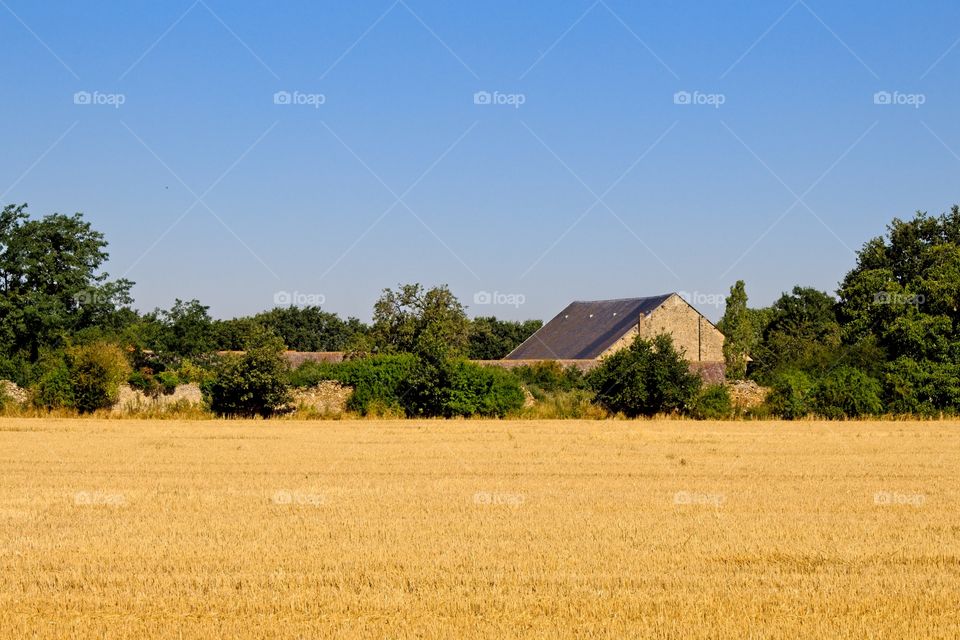 wheat field in the countryside
