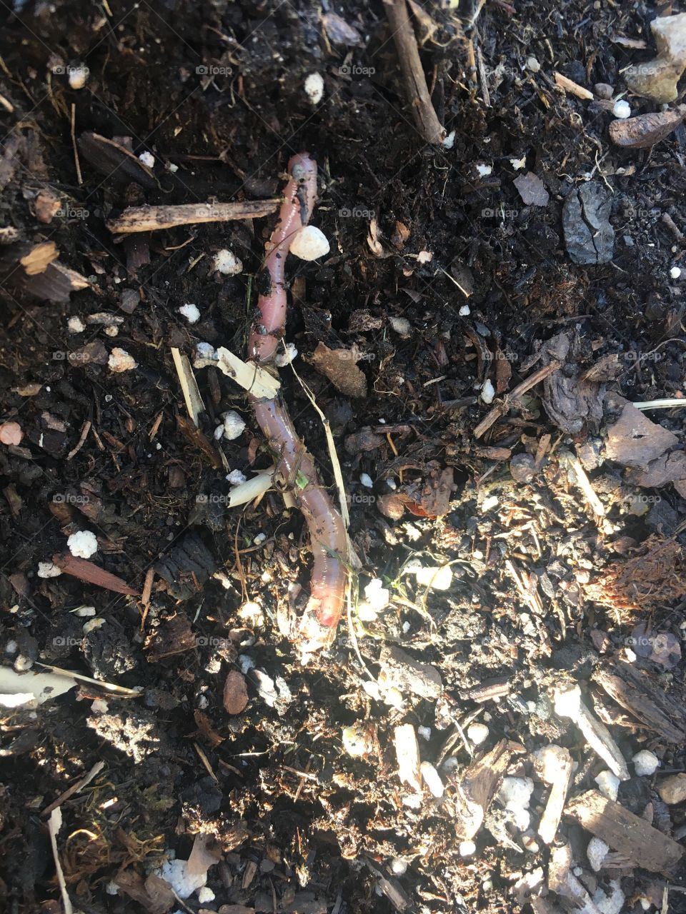 Earthworm in the dirt 