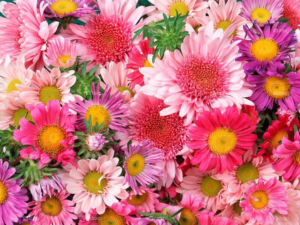 Beautiful Flower wallpapers