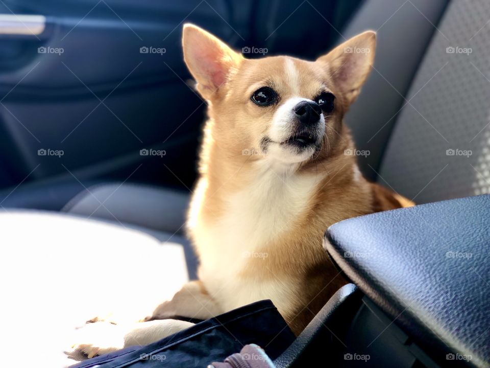 10 year old Mia (the PomChi) loves going for car rides! 