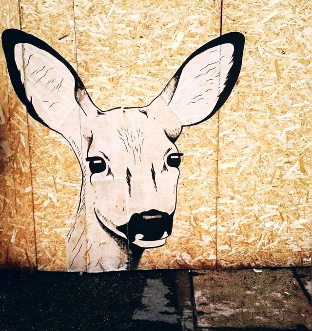 Kangaroo’s head 