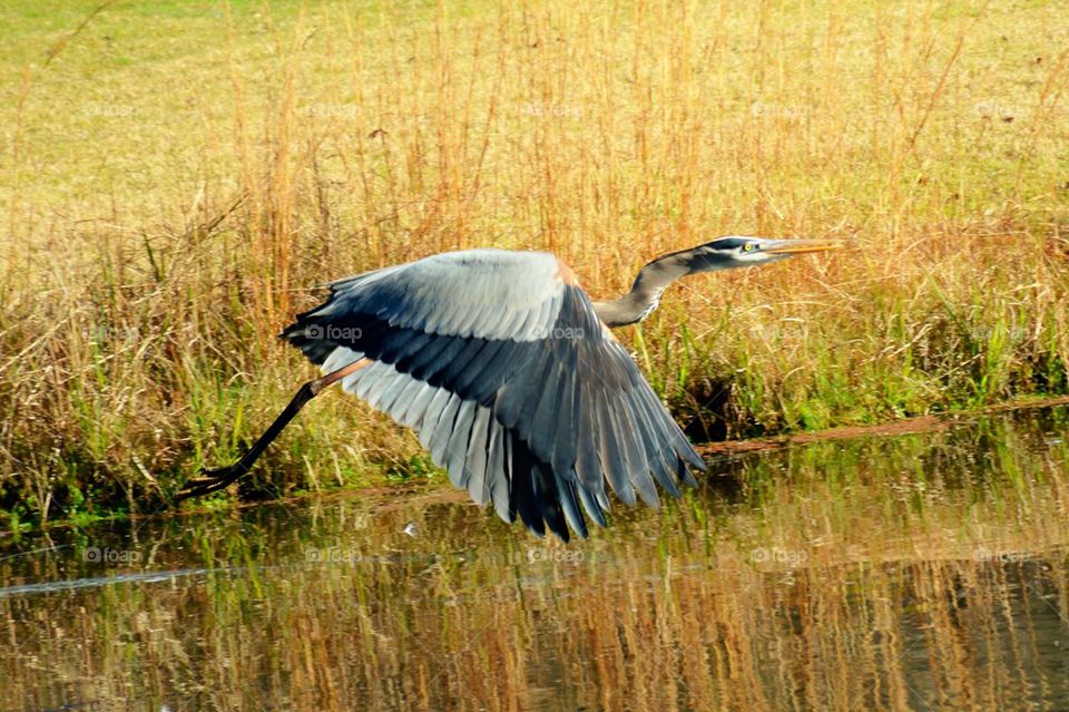 Great blue heron two