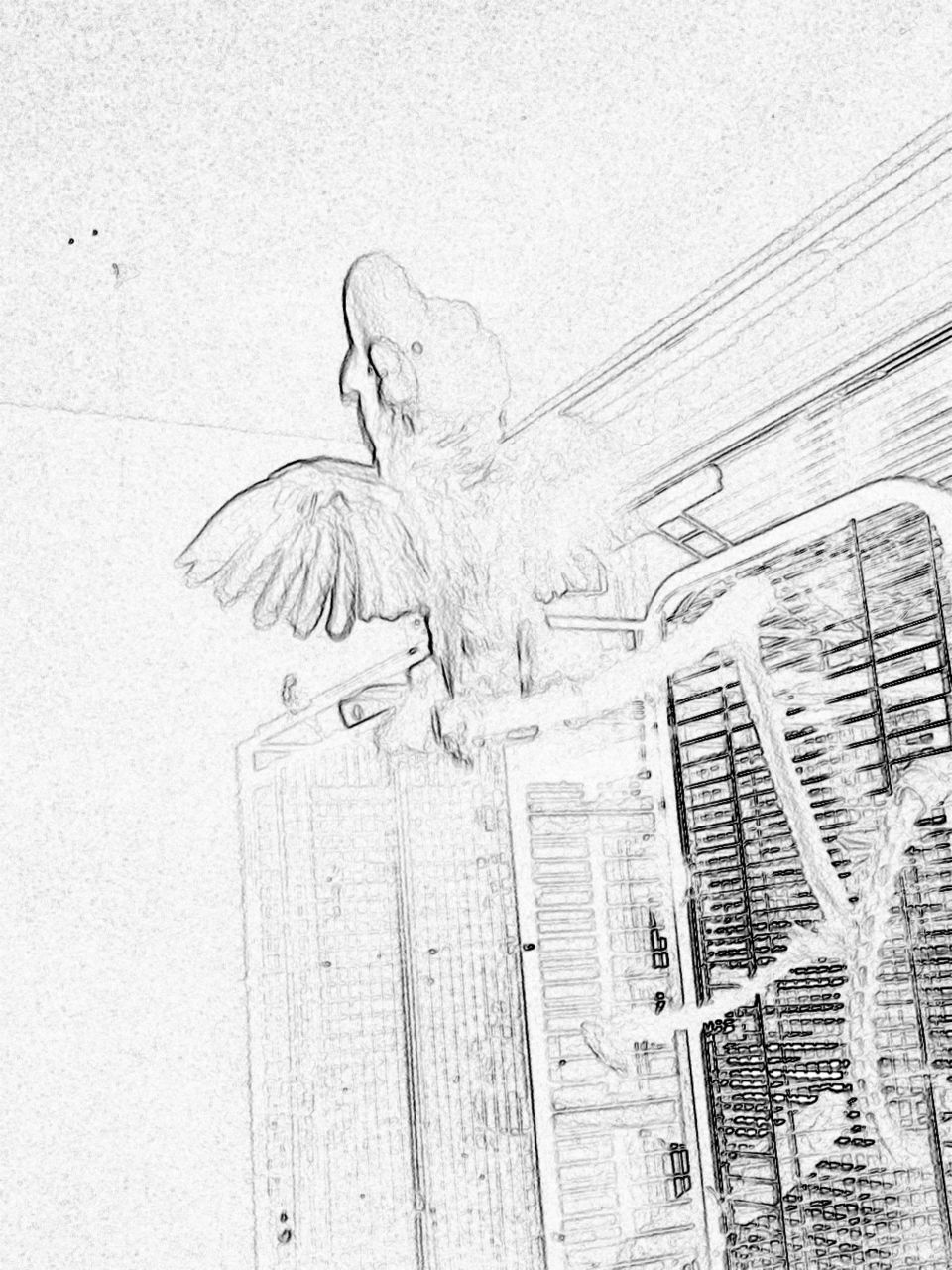 Cockatoo spreading his wings 