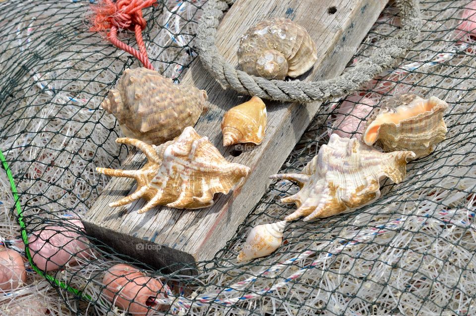 Sea shells on fishing net