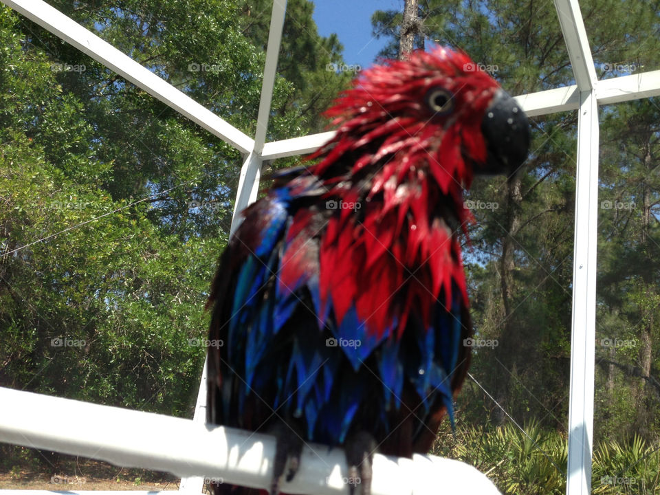 Parrot wet