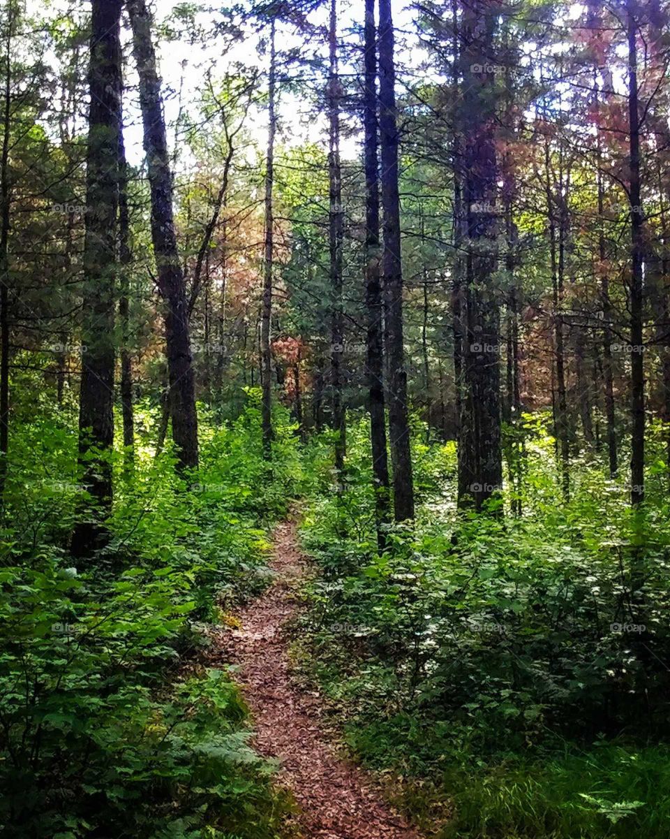 Landscape, Wood, Nature, Tree, No Person