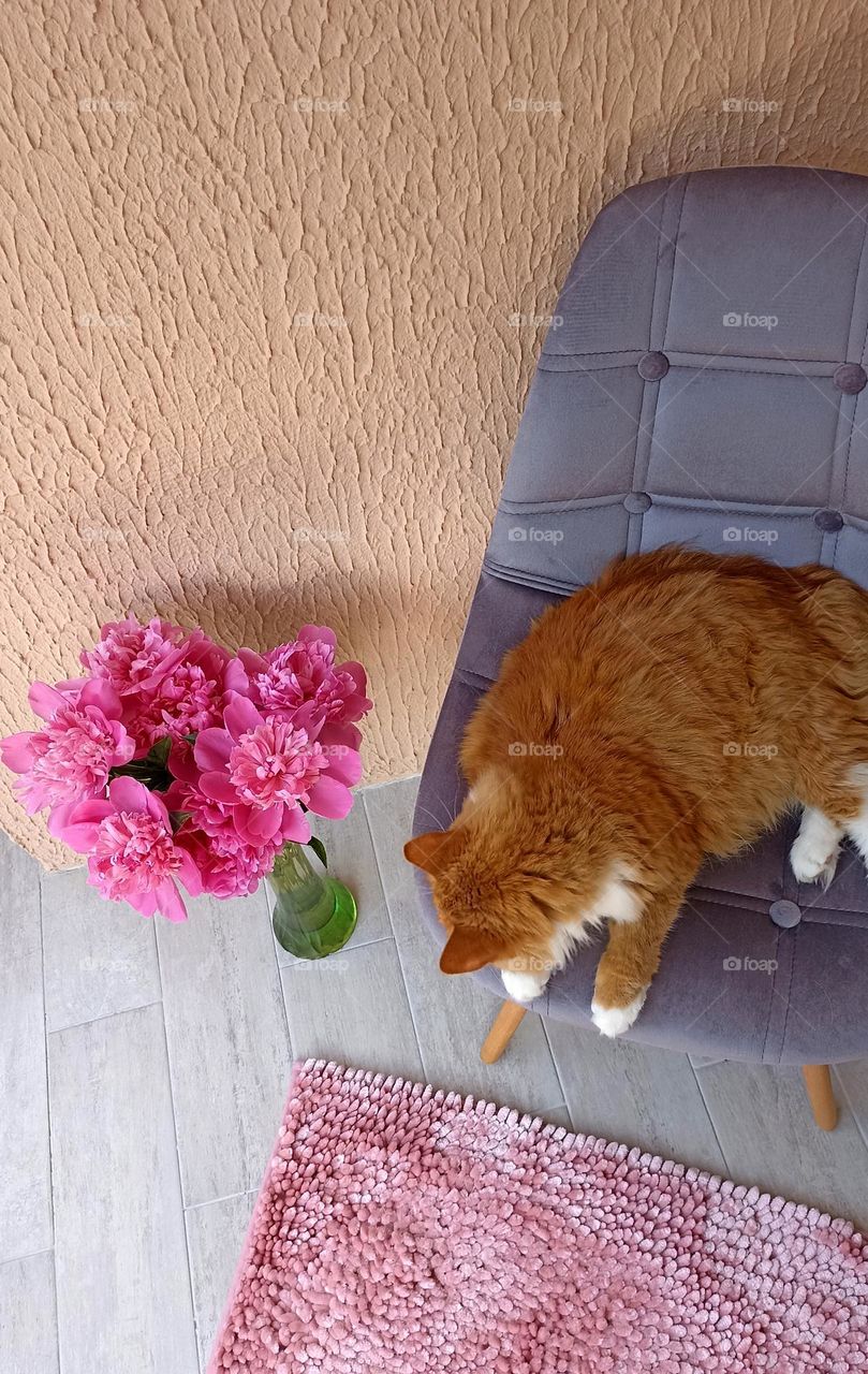 summer time Barbie style, pink flowers and cat beautiful portrait