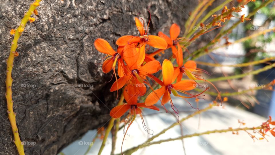 Thai orange flowers