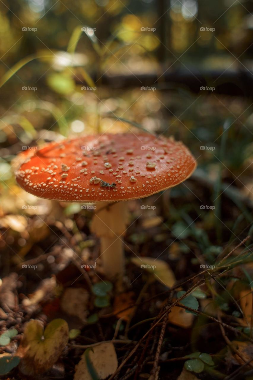 Red am Amanita mushrooms in autumn forest 