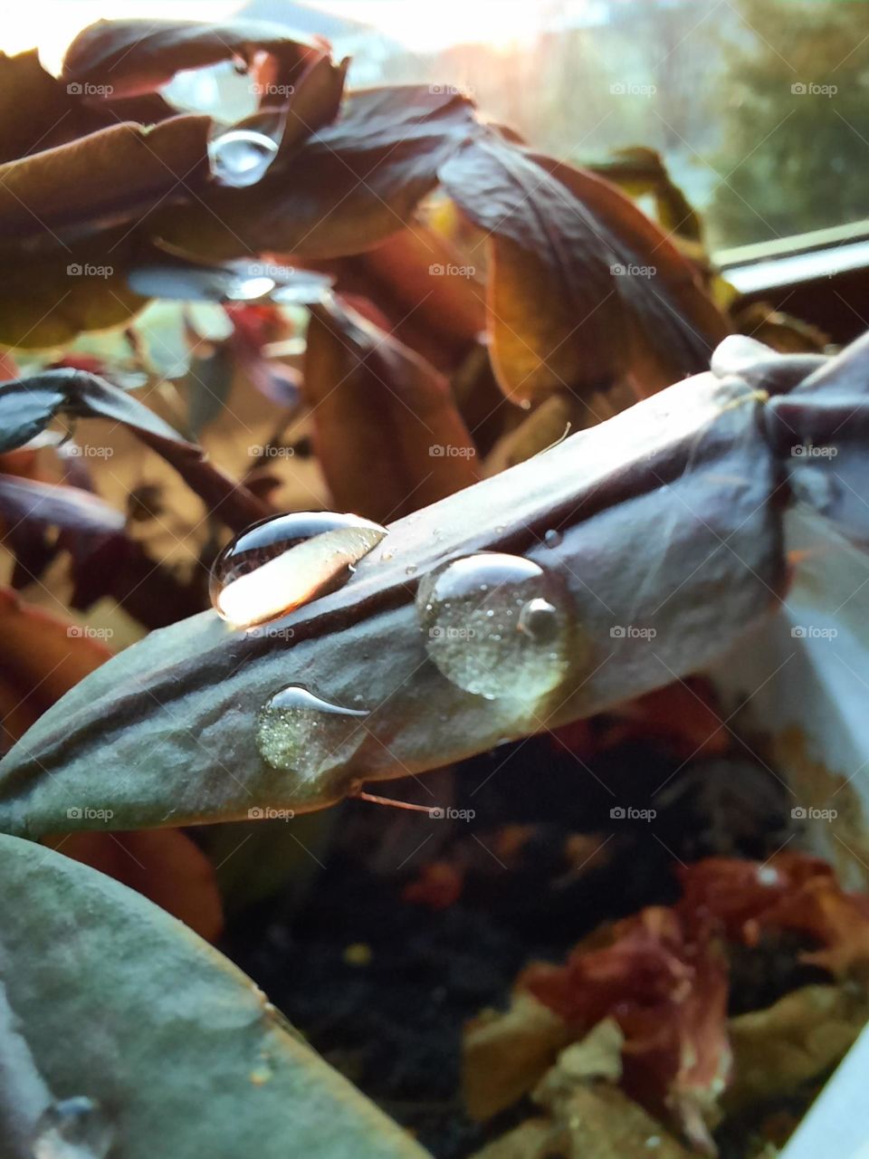 water drops on schlumbergera leaf