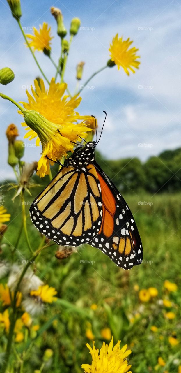 monarch butterfly feeding