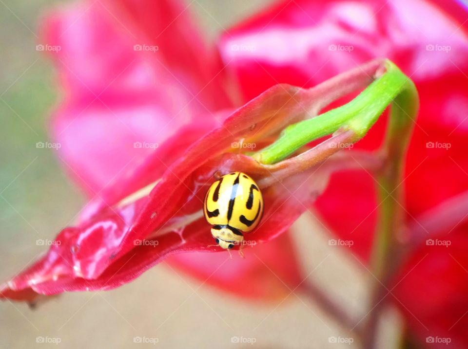 Ladybug on red plant