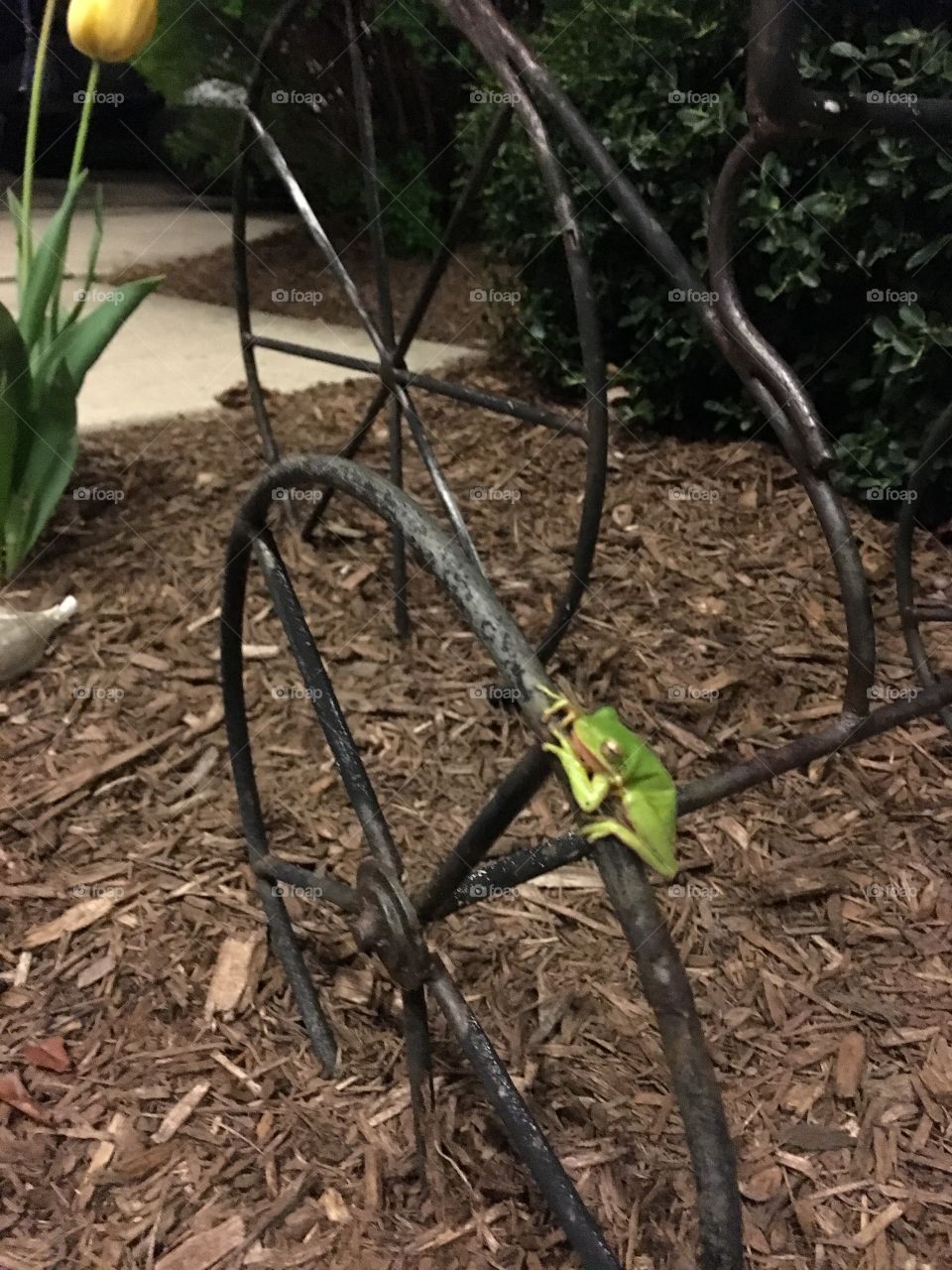 Friendly tree frog