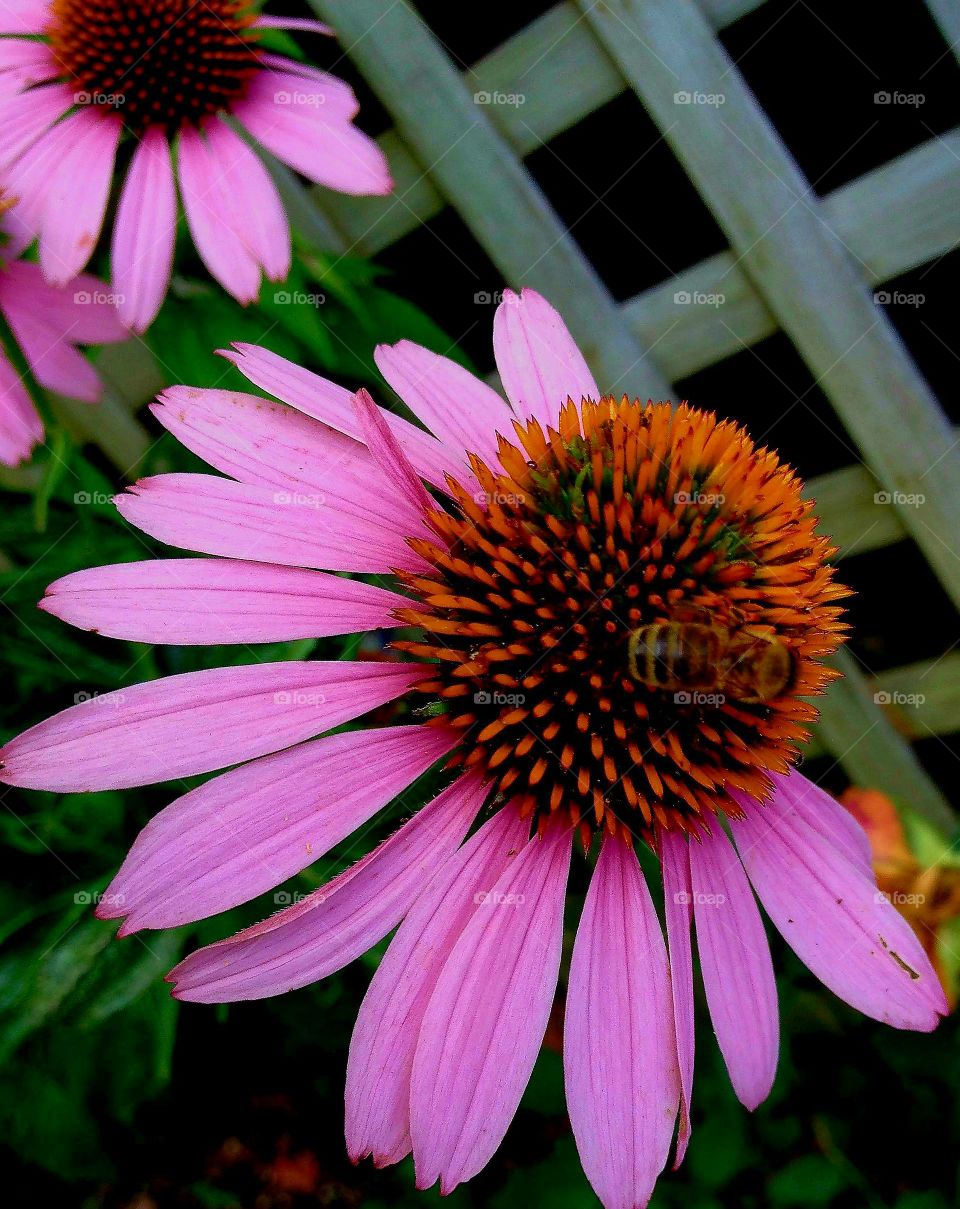 Bee sitting on pink Coneflower closeup in garden, lattice background.