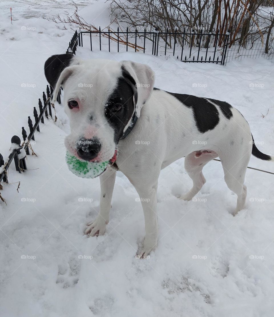 Snow Dog