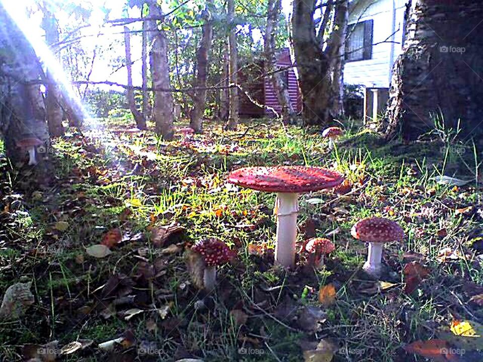 beautiful mushrooms