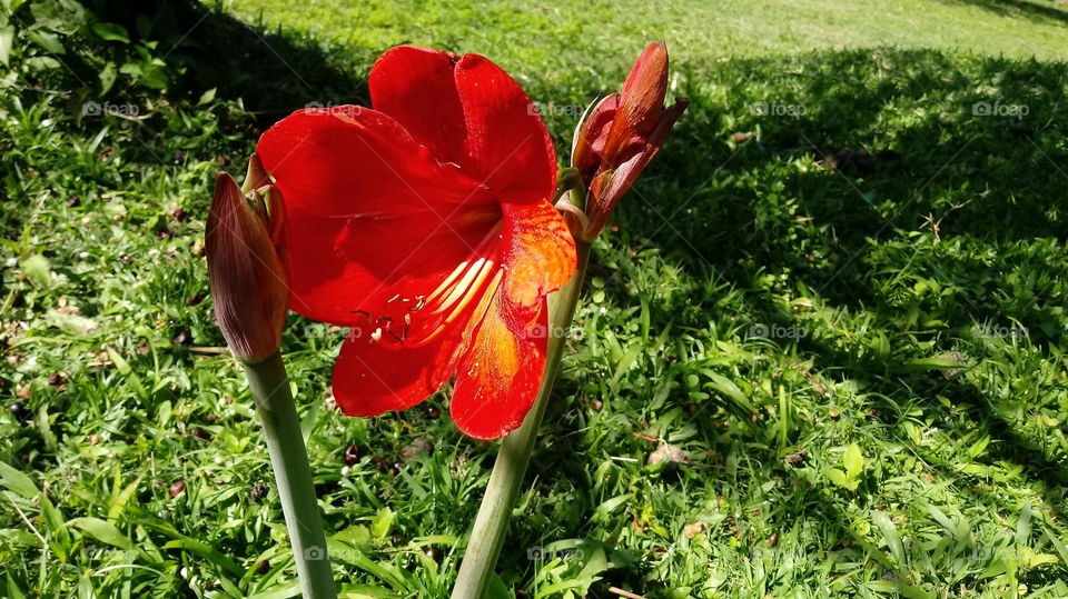 NATURE, NATURAL, NATUR, BOTANICAL, LANDSCAPE, ENVIRONMENT, GARDEN, FLOWER Hippeastrum papilio (Ravenna).