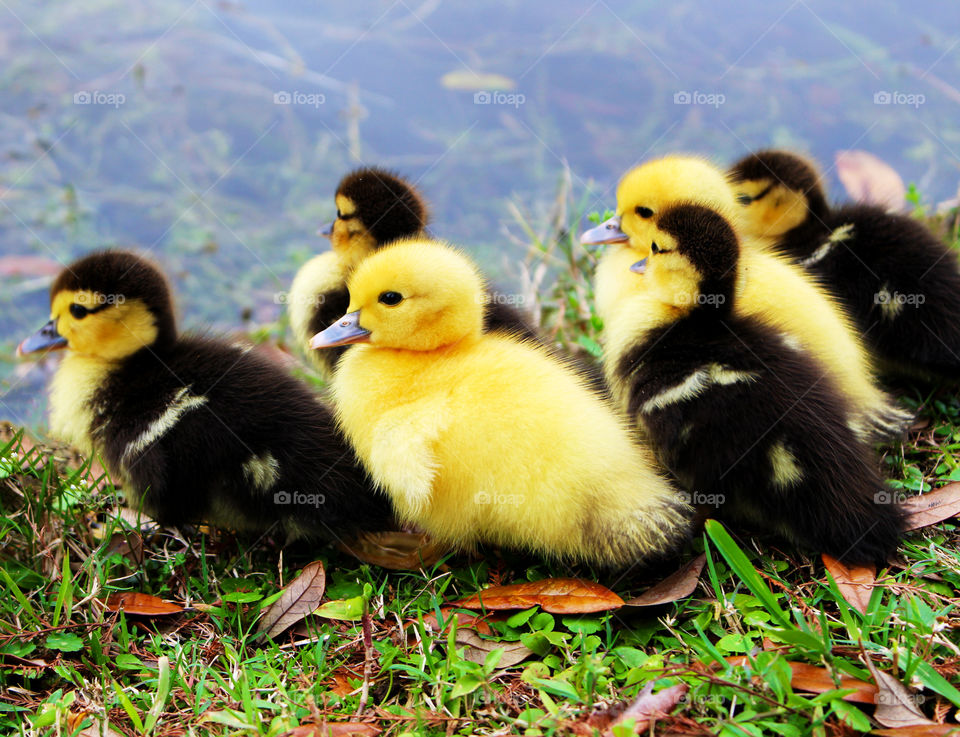 Little ducks on grass