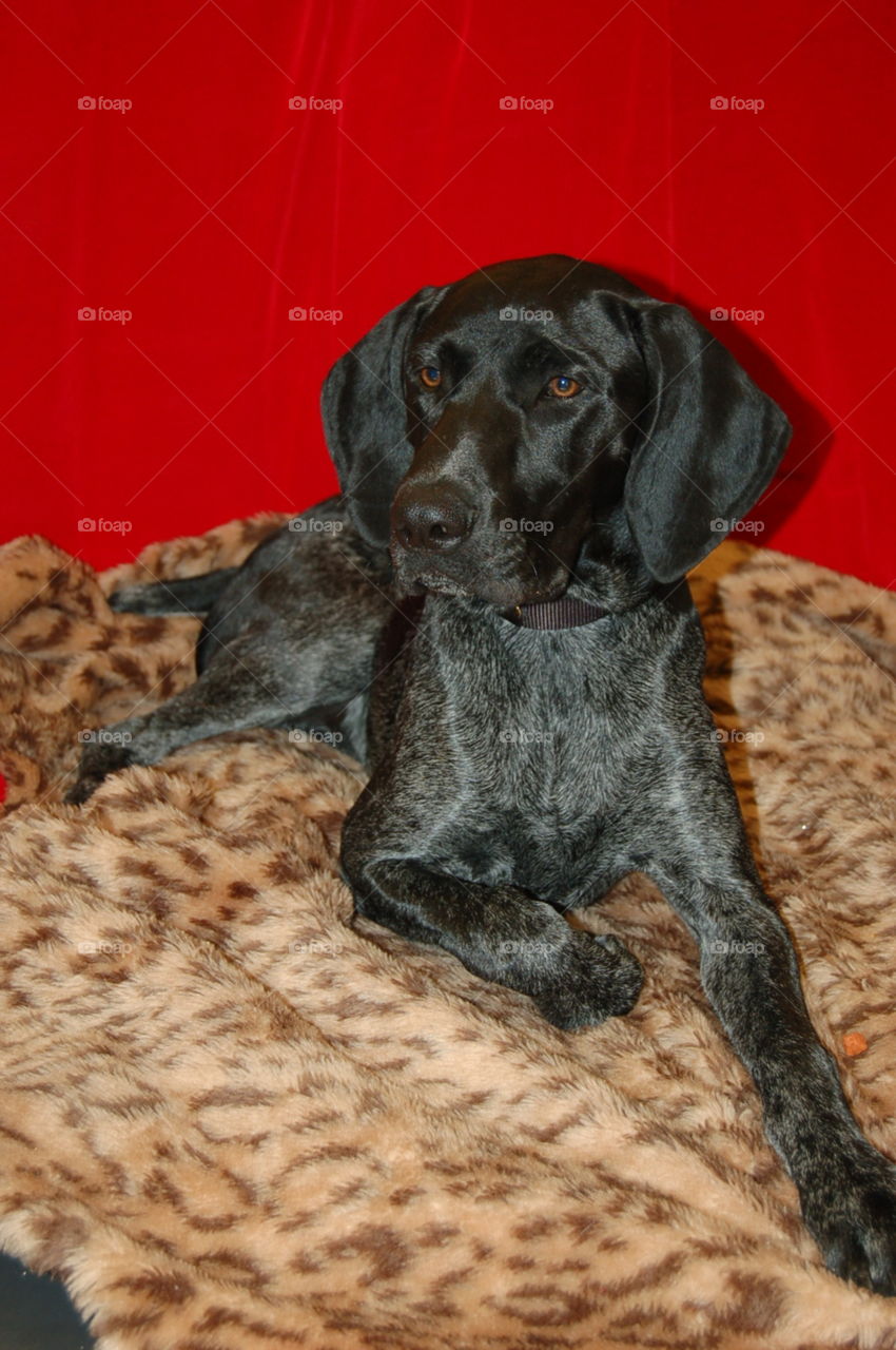 Big black dog