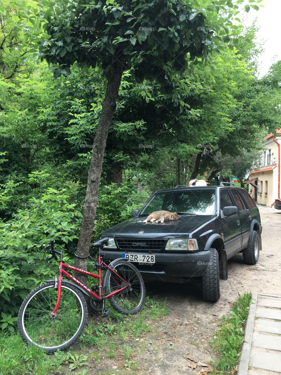 Wood, Tree, No Person, Outdoors, Road