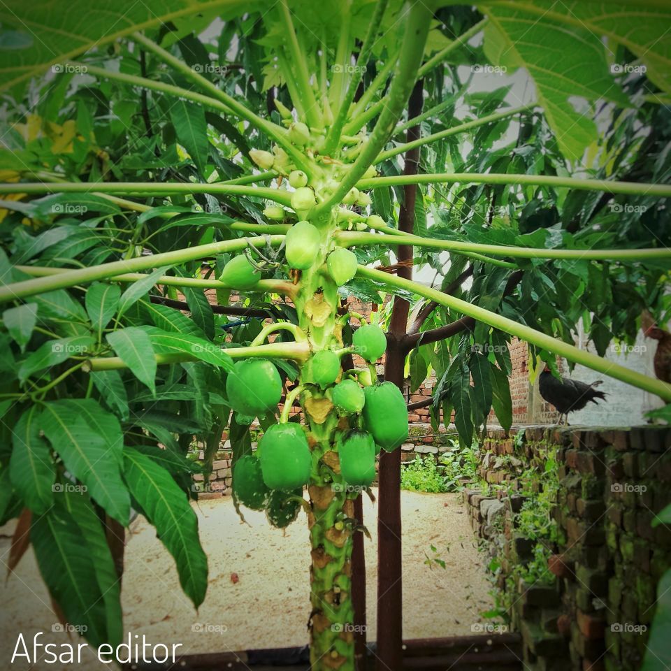 green papaya HD photo