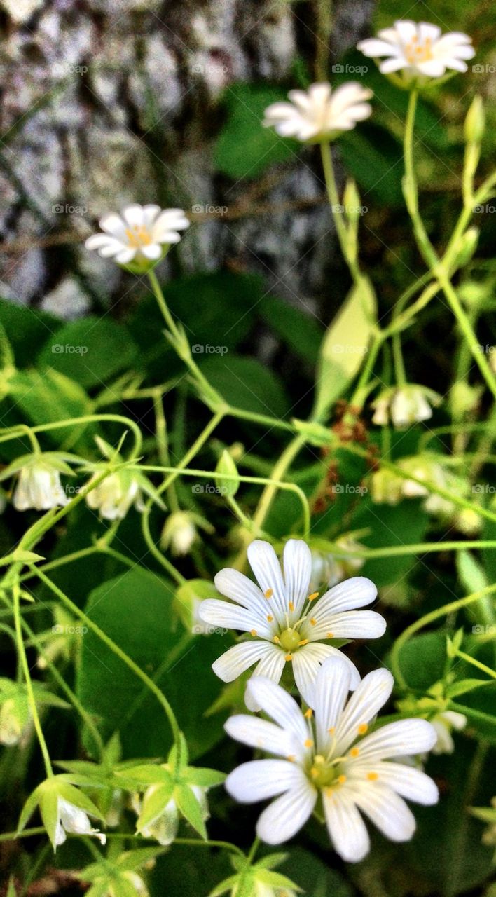 Summerflowers