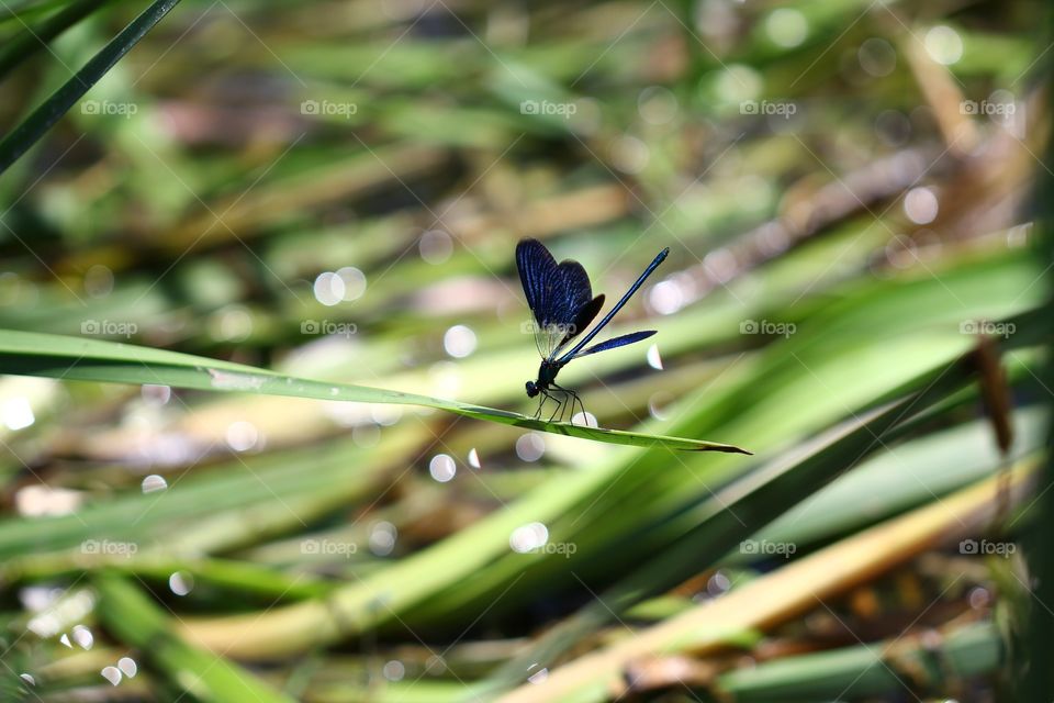 Dragonfly