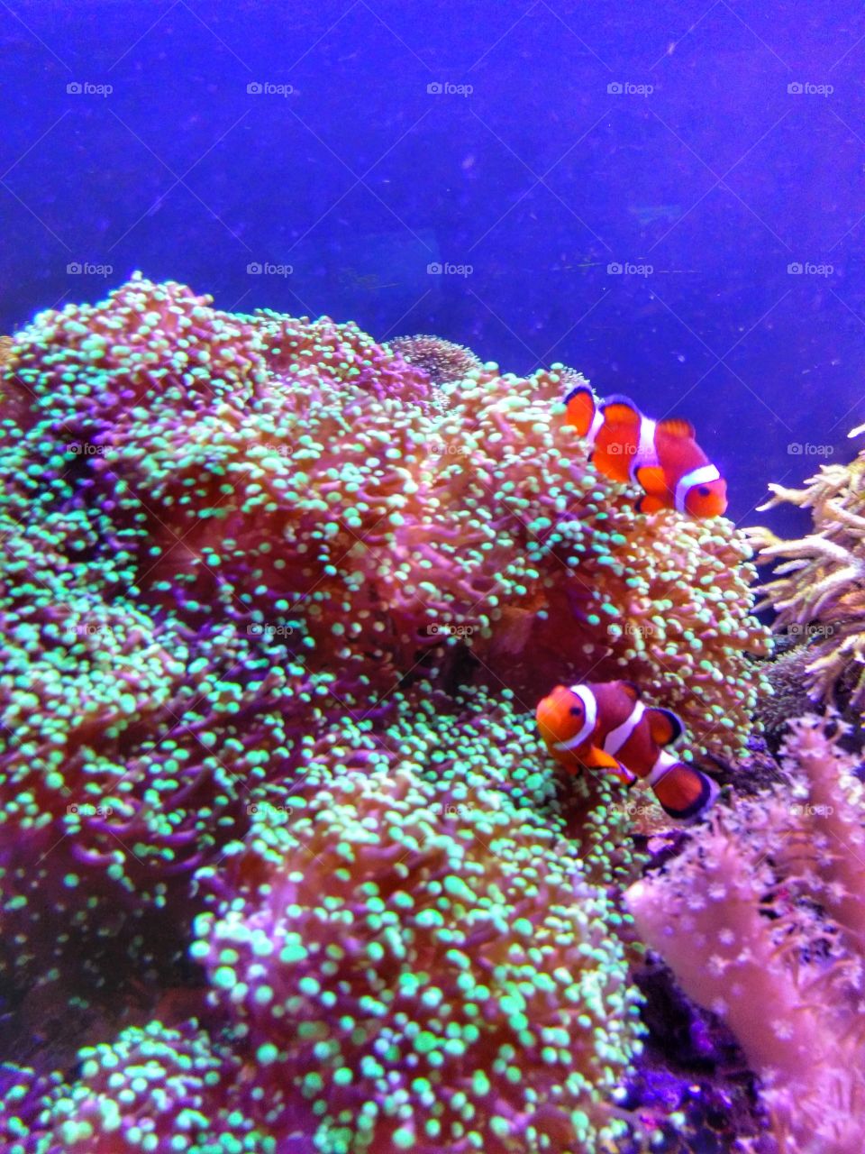 clown fish
