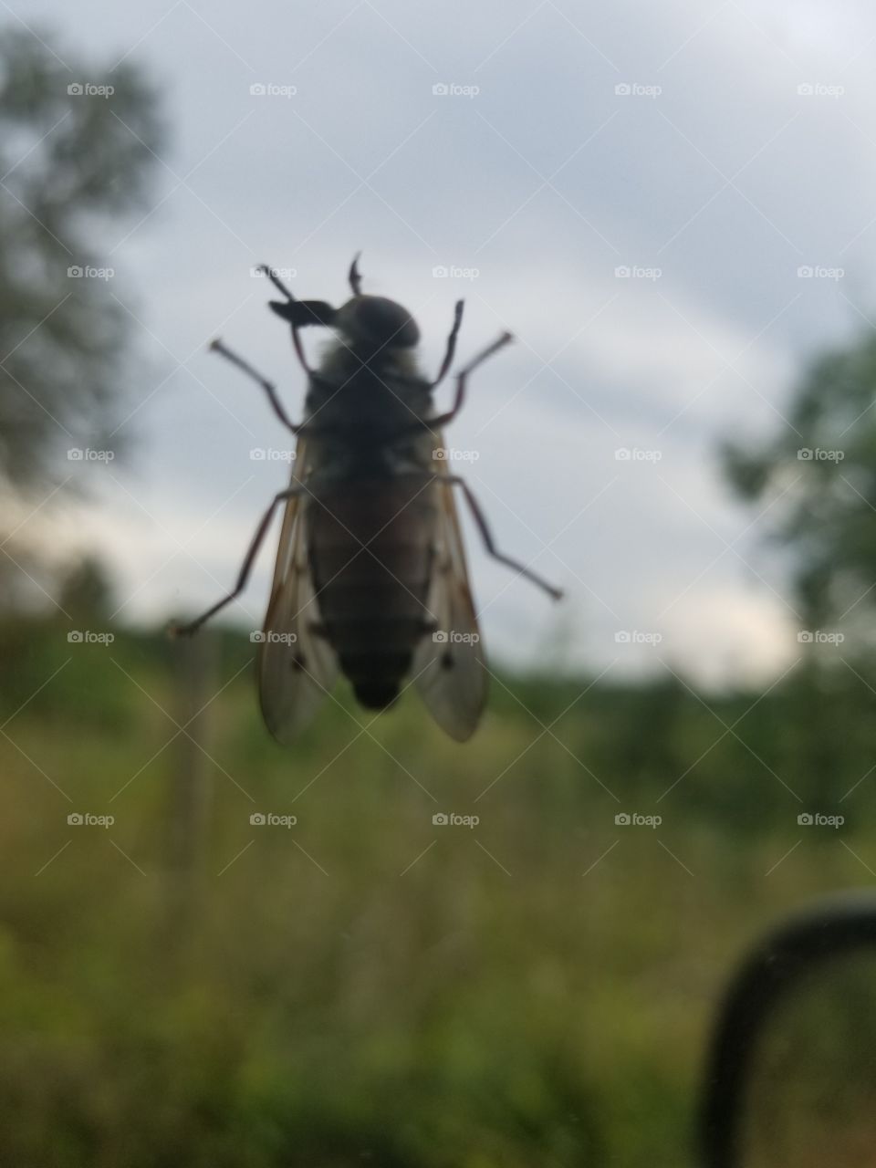 deer fly