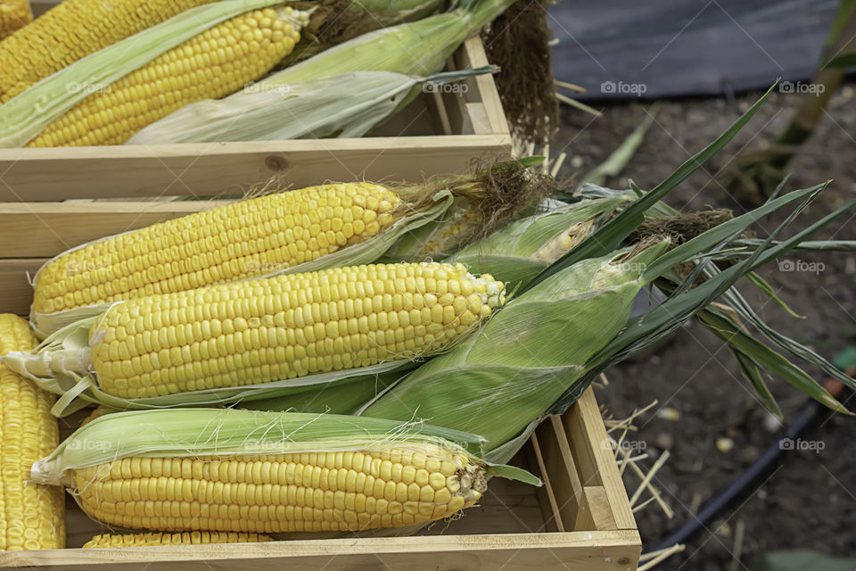 Corn with yellow pods In a wooden crate