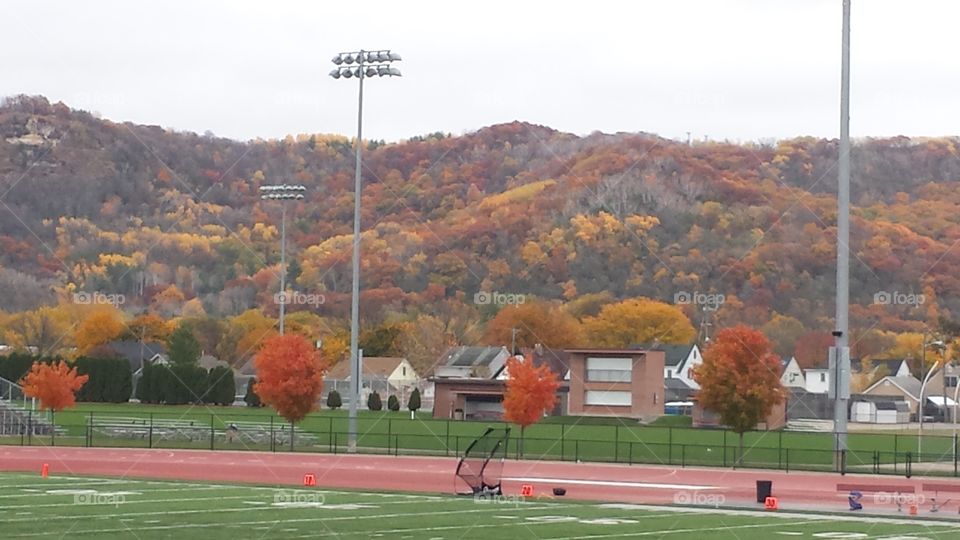 Field of Colors