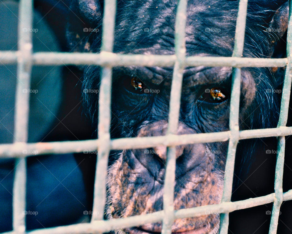 caged chimp