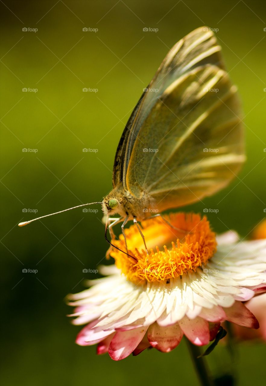 flower and butterfly.
Closeup shot of a sulphur butterfly sucking flower nectar.