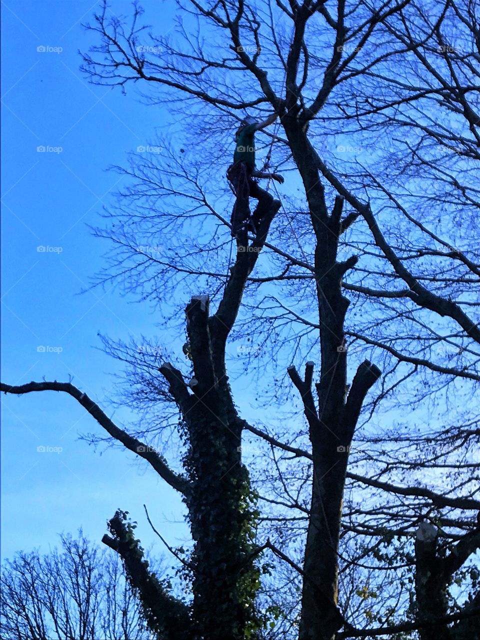 Tree surgeon climbing 