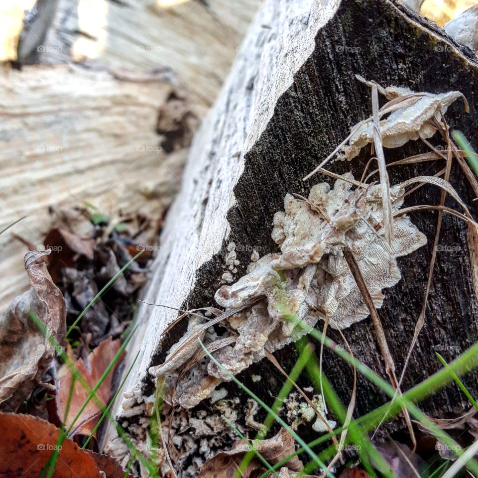 Mushroom Day