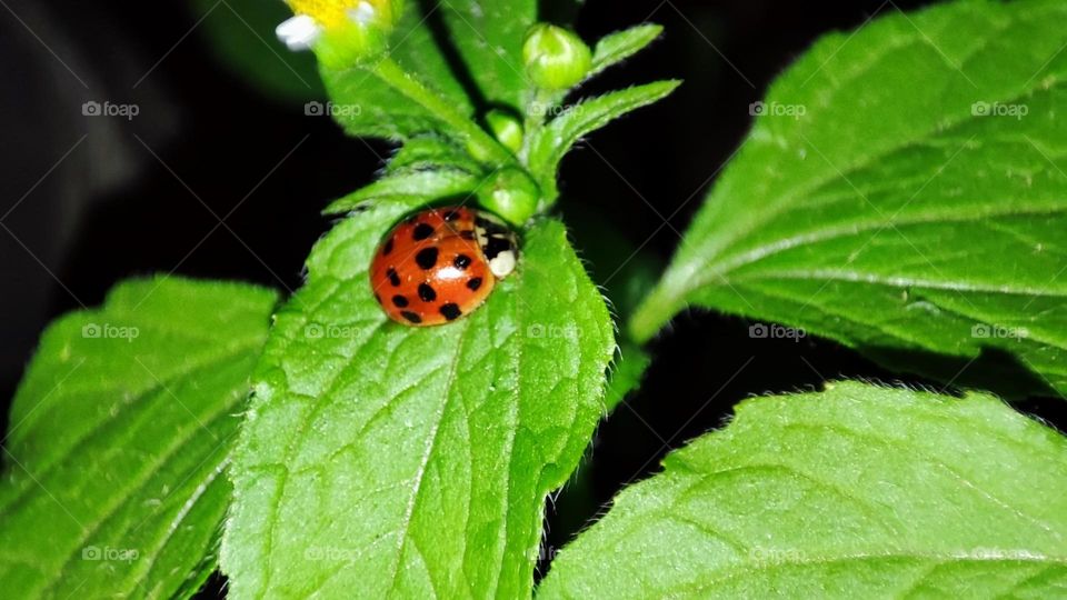 Lady bug on leaf