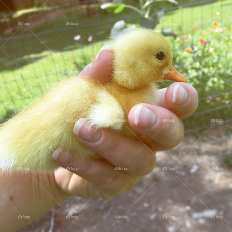 A persons holding duckling