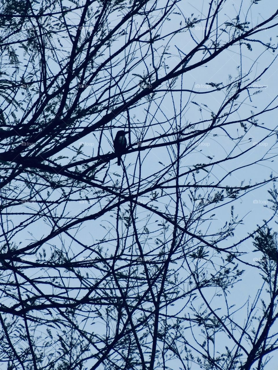 A bird hid in the Shadow