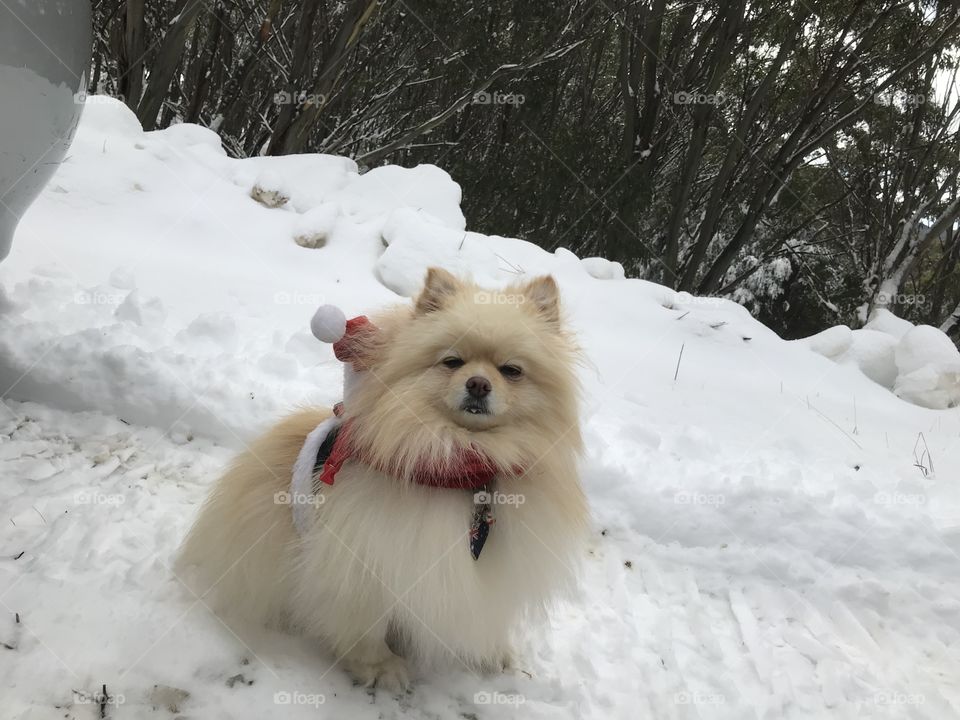 View of the Christmas Pomerania dog for Christmas in July at Mt Baw Baw