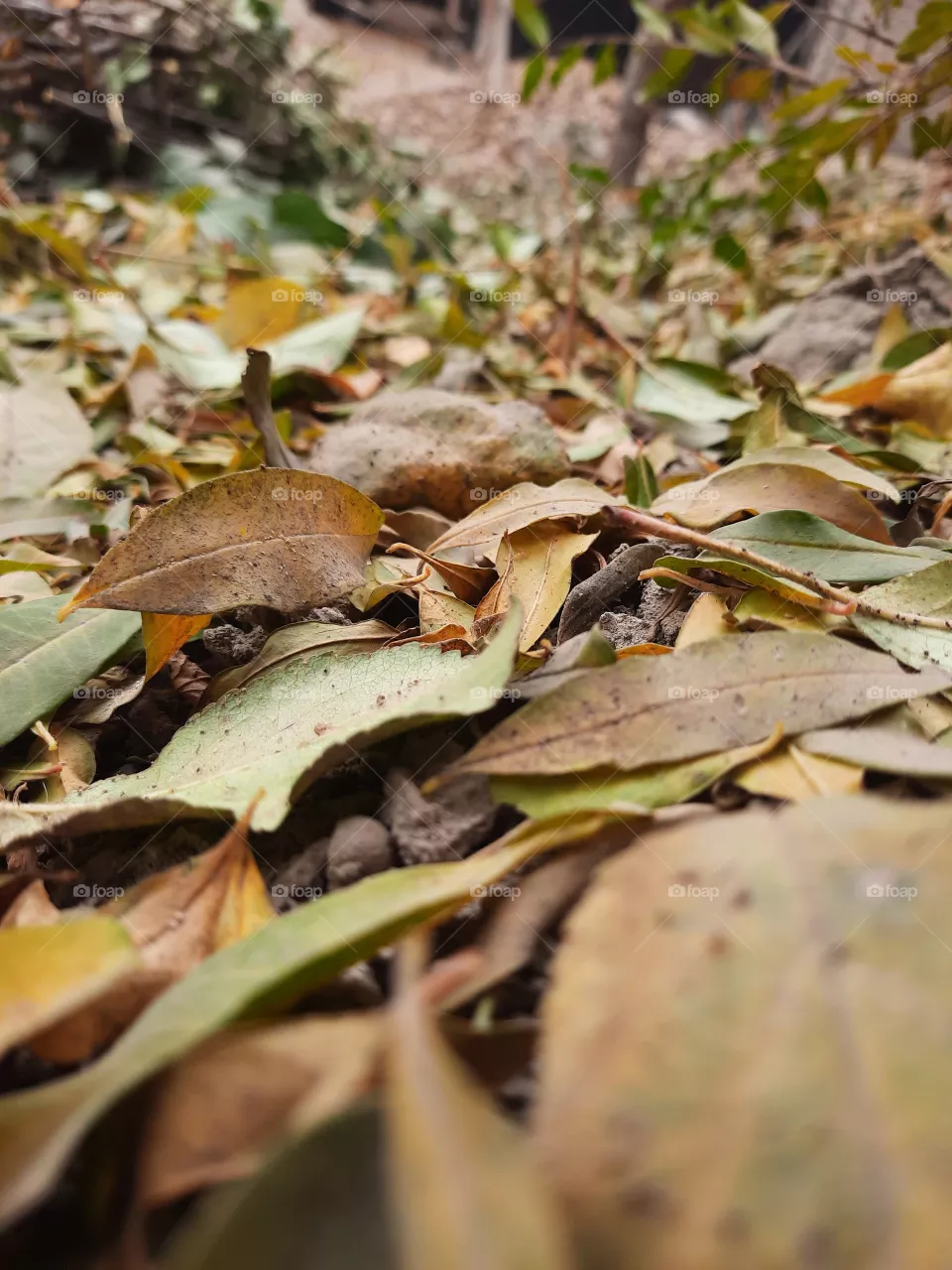 nature