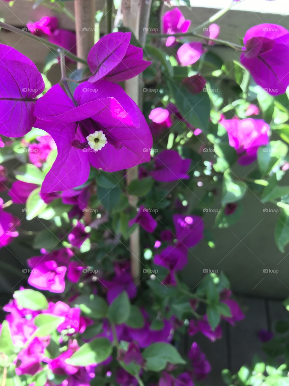 Closeup of bougainvillea plant, Royal purple 