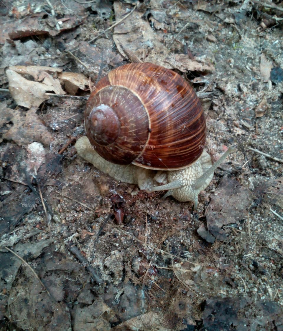 Snail, Slow, Shellfish, Gastropod, Slimy