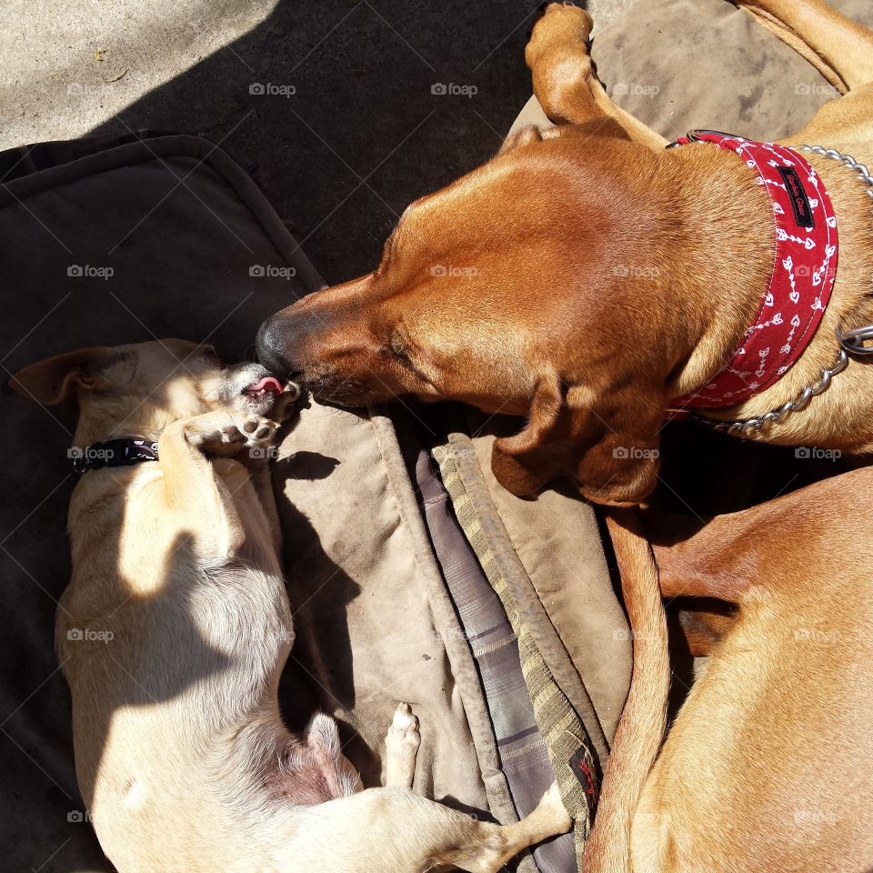 let's lie here and kiss