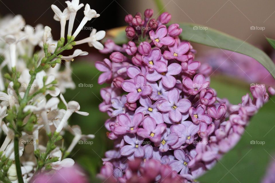 lilac flower