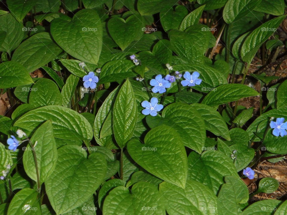 Blue flower